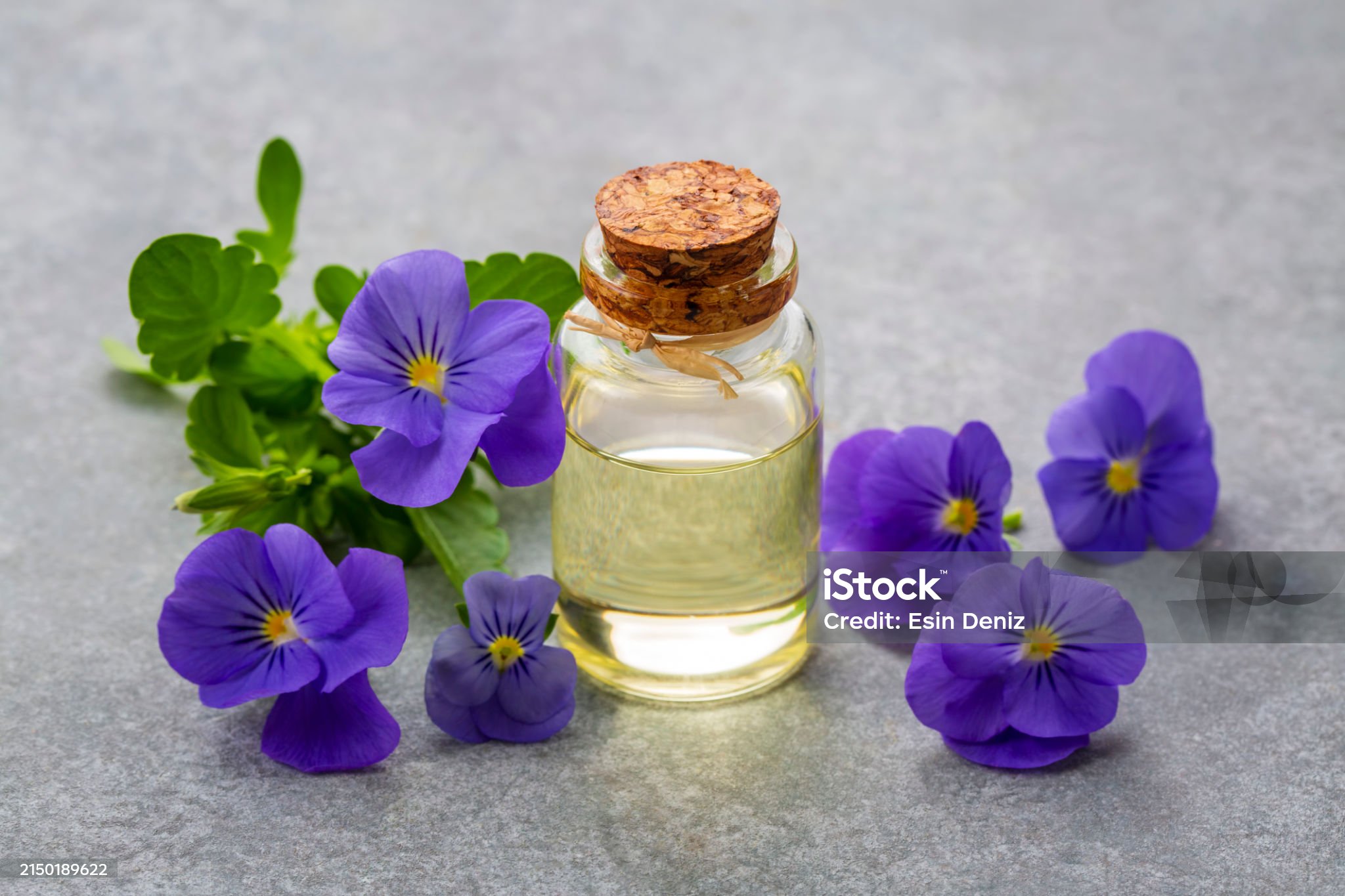 Essential viola oil with fresh violet flowers